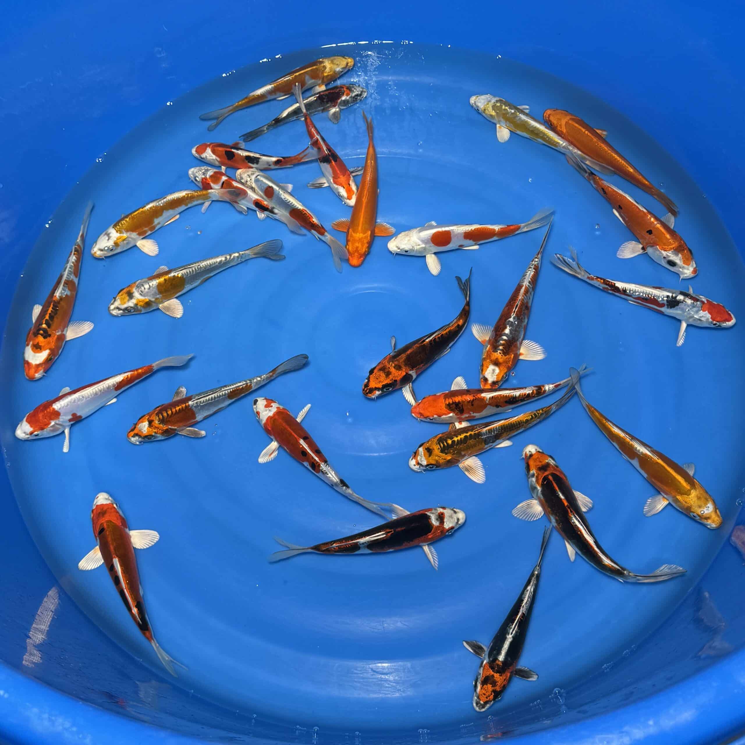 #393 Metallic mix 15-20cm #393 Metallic mix 15-20cm