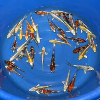 #394 Kin Showa / Doitsu Hariwake 15-20cm