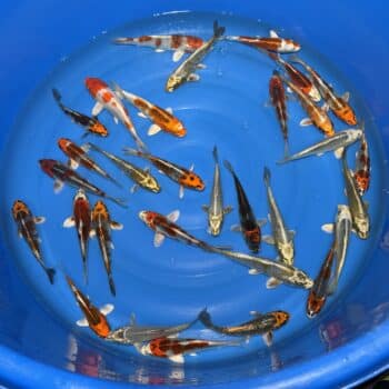 #395 Metallic mix 15-20cm