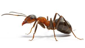 Insekten: Ameisen, Fliegen und Wespen
