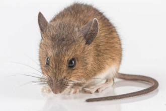 Ratten und Mäuse