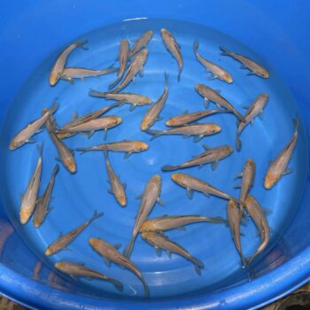 #415 Soragoi 20-24cm
