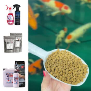 Immunsystem und Abwehrkräfte