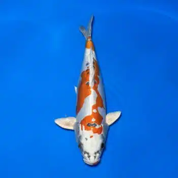 #26-62 Doitsu Kujaku 43cm