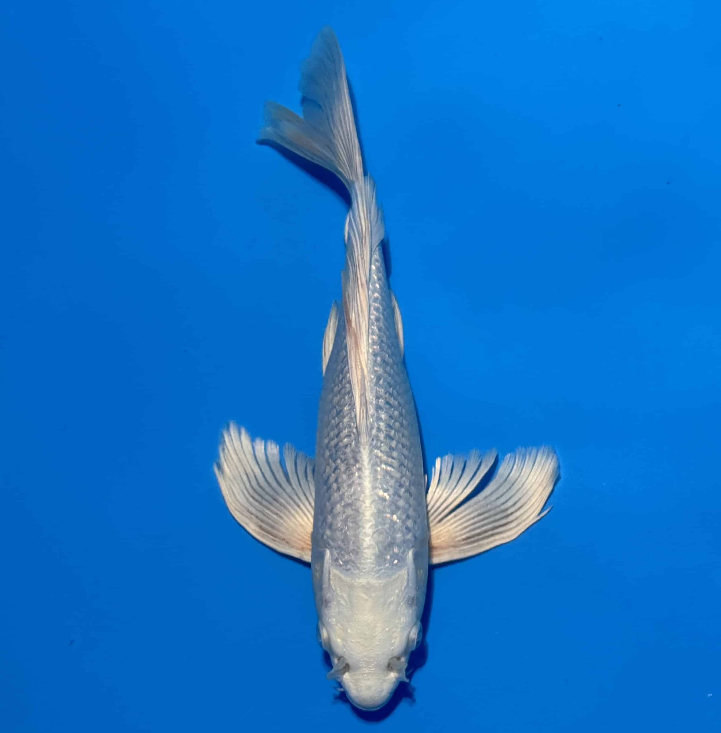 #26-1 Butterfly Ginrin Platinum 33cm
