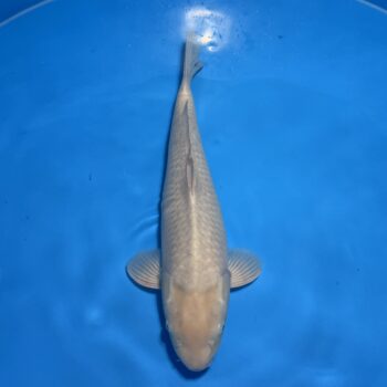 #26-107 Kin Soragoi 48cm