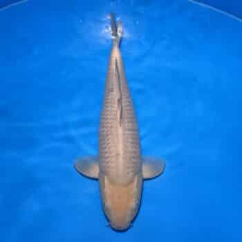 #26-107 Kin Soragoi 48cm