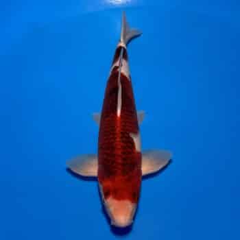 #26-112 Budo Koromo 48cm #26-112 Budo Koromo 48cm