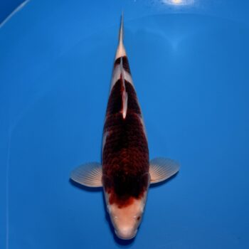 #26-112 Budo Koromo 48cm #26-112 Budo Koromo 48cm