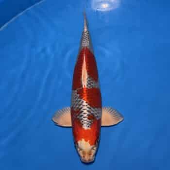 #26-112 Budo Koromo 48cm #26-112 Budo Koromo 48cm