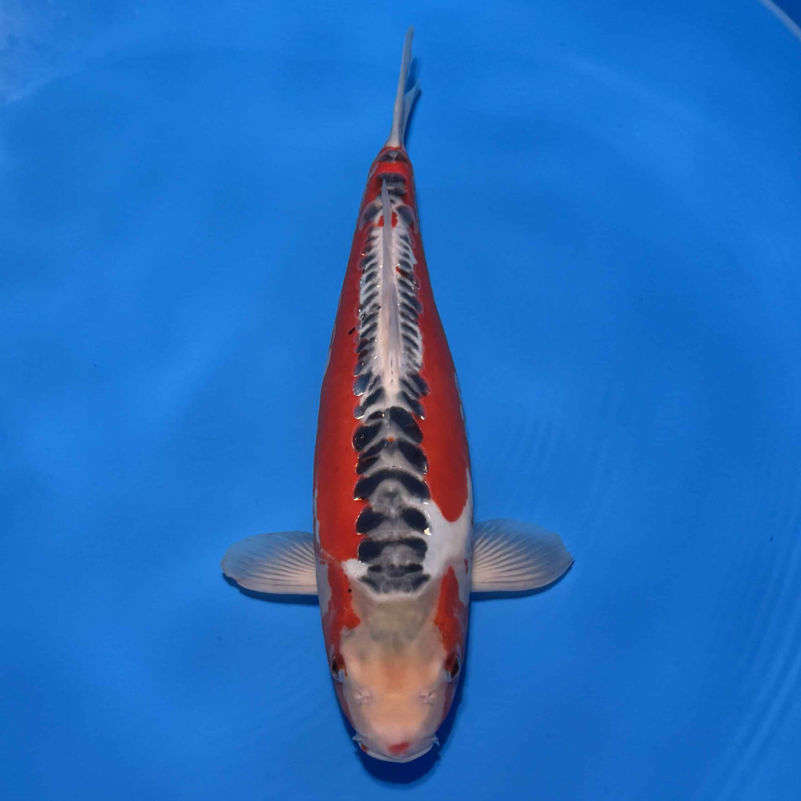#26-119 Shusui 45cm