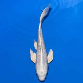 #26-12 Butterfly Aragoke Platinum 35cm #26-12 Butterfly Aragoke Platinum 35cm