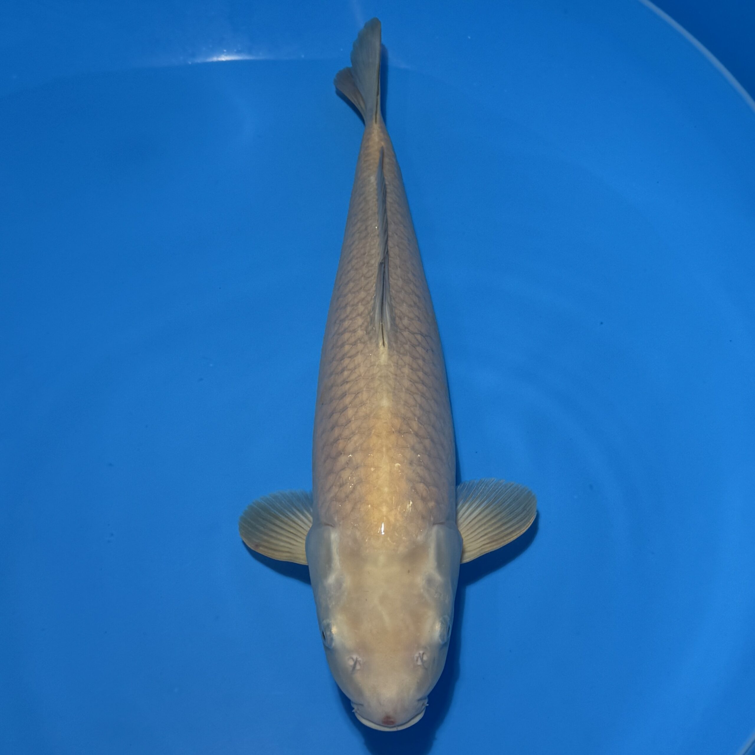 #26-119 Shusui 45cm #26-119 Shusui 45cm