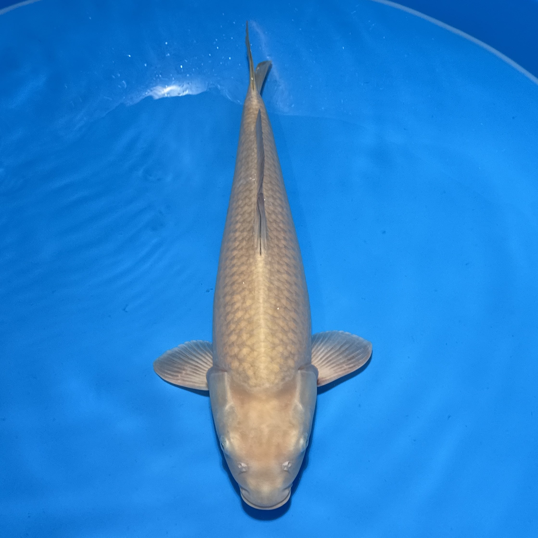 #26-119 Shusui 45cm