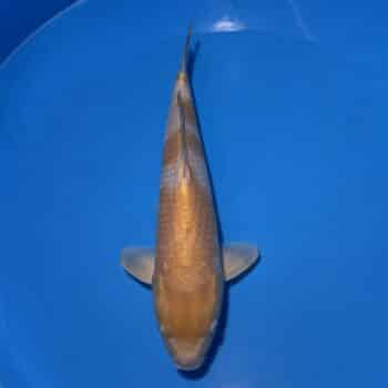 #26-119 Shusui 45cm #26-119 Shusui 45cm