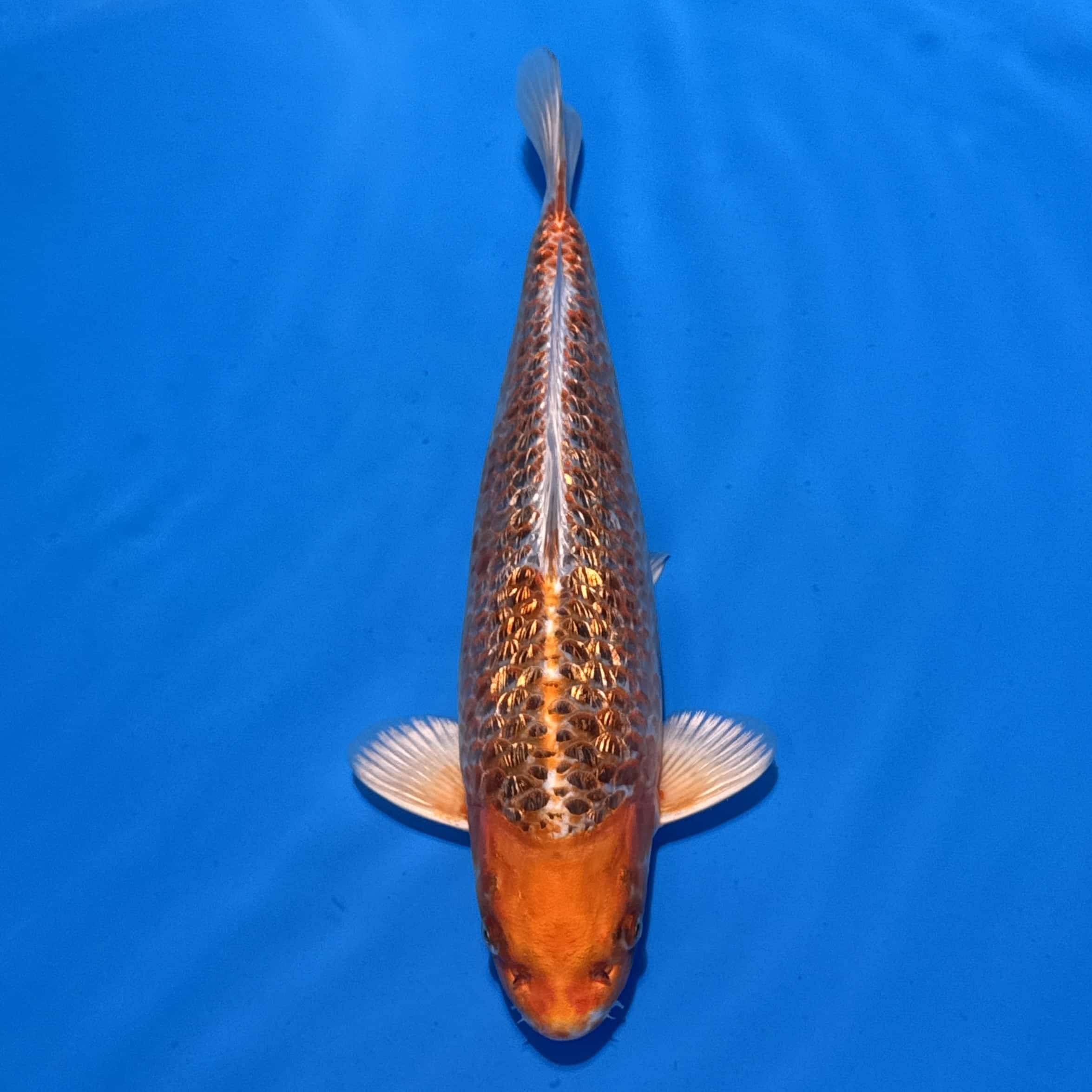 #26-139 Doitsu Kabuto 44cm