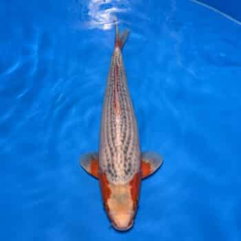 #26-139 Doitsu Kabuto 44cm #26-139 Doitsu Kabuto 44cm