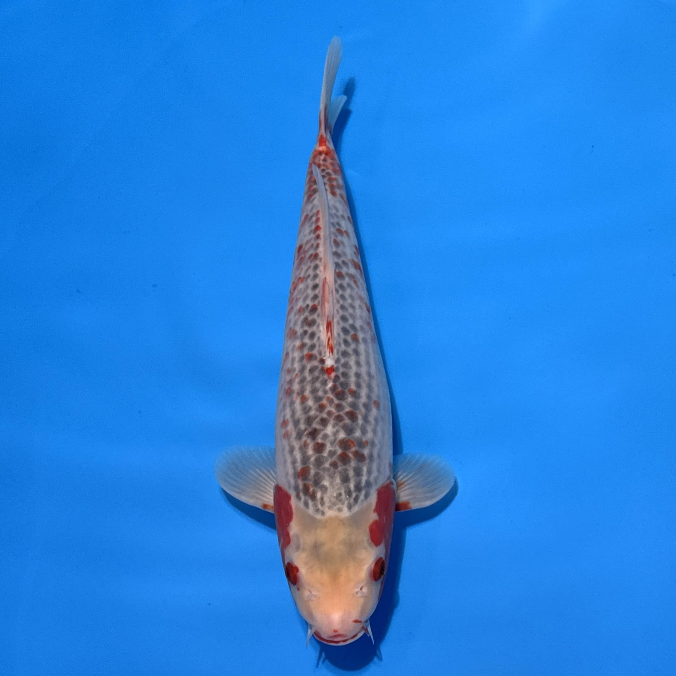 #26-139 Doitsu Kabuto 44cm