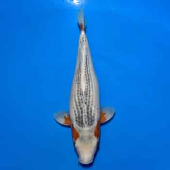 #26-139 Doitsu Kabuto 44cm