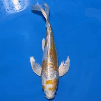 #26-12 Butterfly Aragoke Platinum 35cm