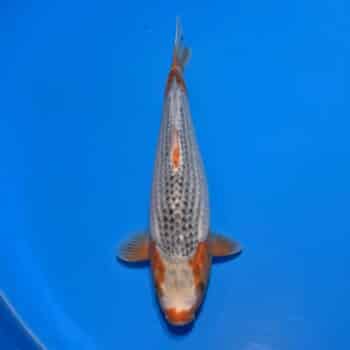 #26-139 Doitsu Kabuto 44cm