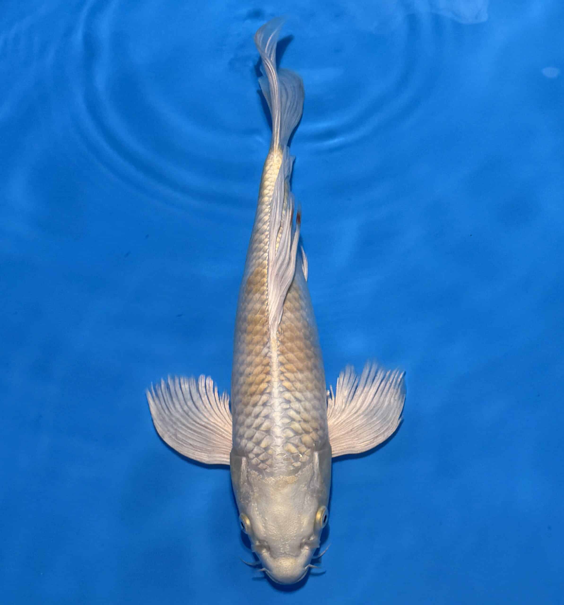 #26-12 Butterfly Aragoke Platinum 35cm #26-12 Butterfly Aragoke Platinum 35cm