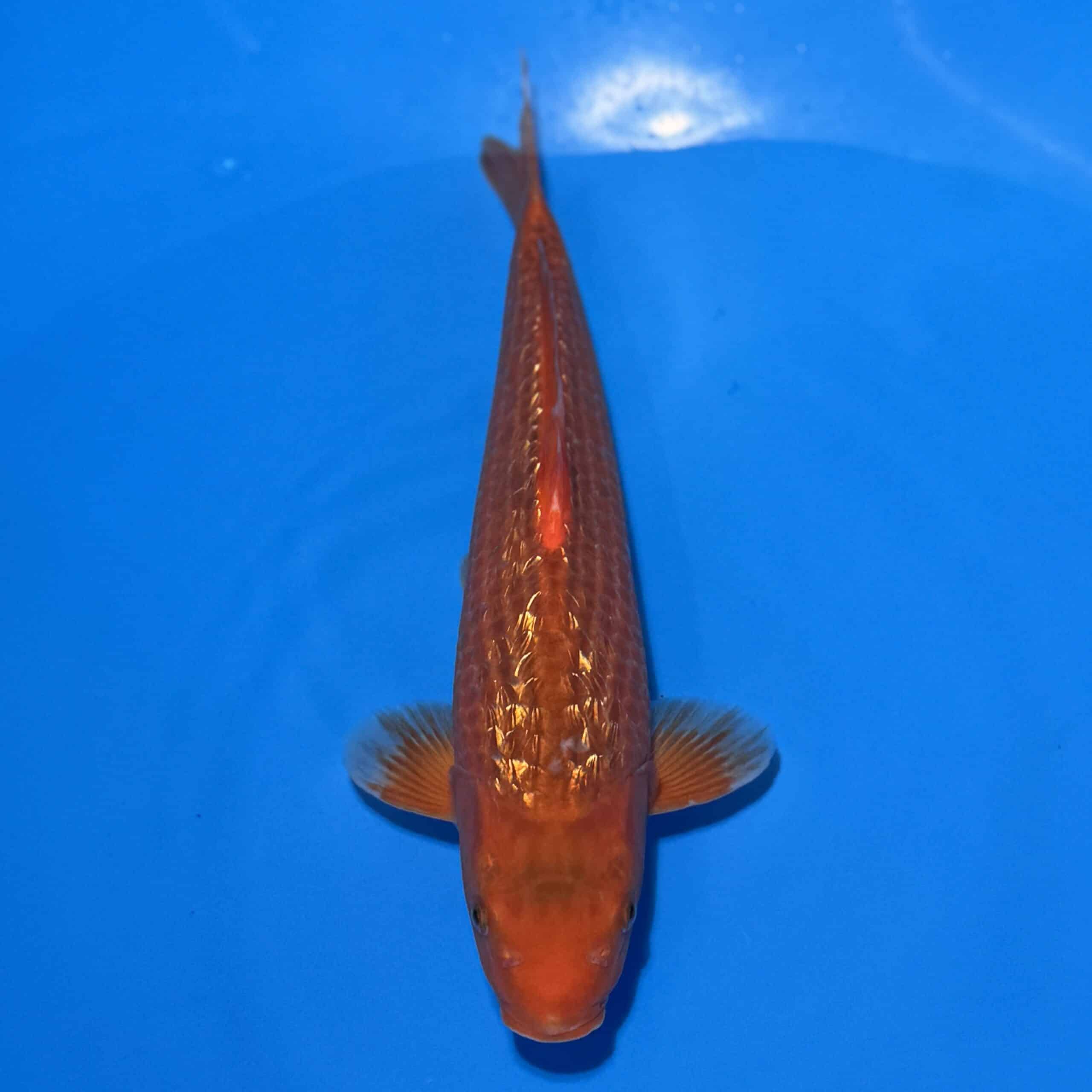 #26-161 Aka Matsuba 58cm #26-161 Aka Matsuba 58cm