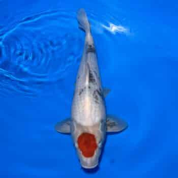 #26-167 Tancho Showa 47cm