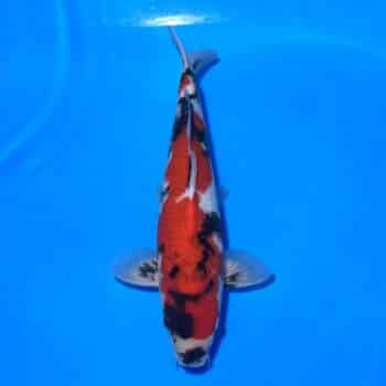 #26-167 Tancho Showa 47cm