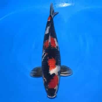#26-167 Tancho Showa 47cm