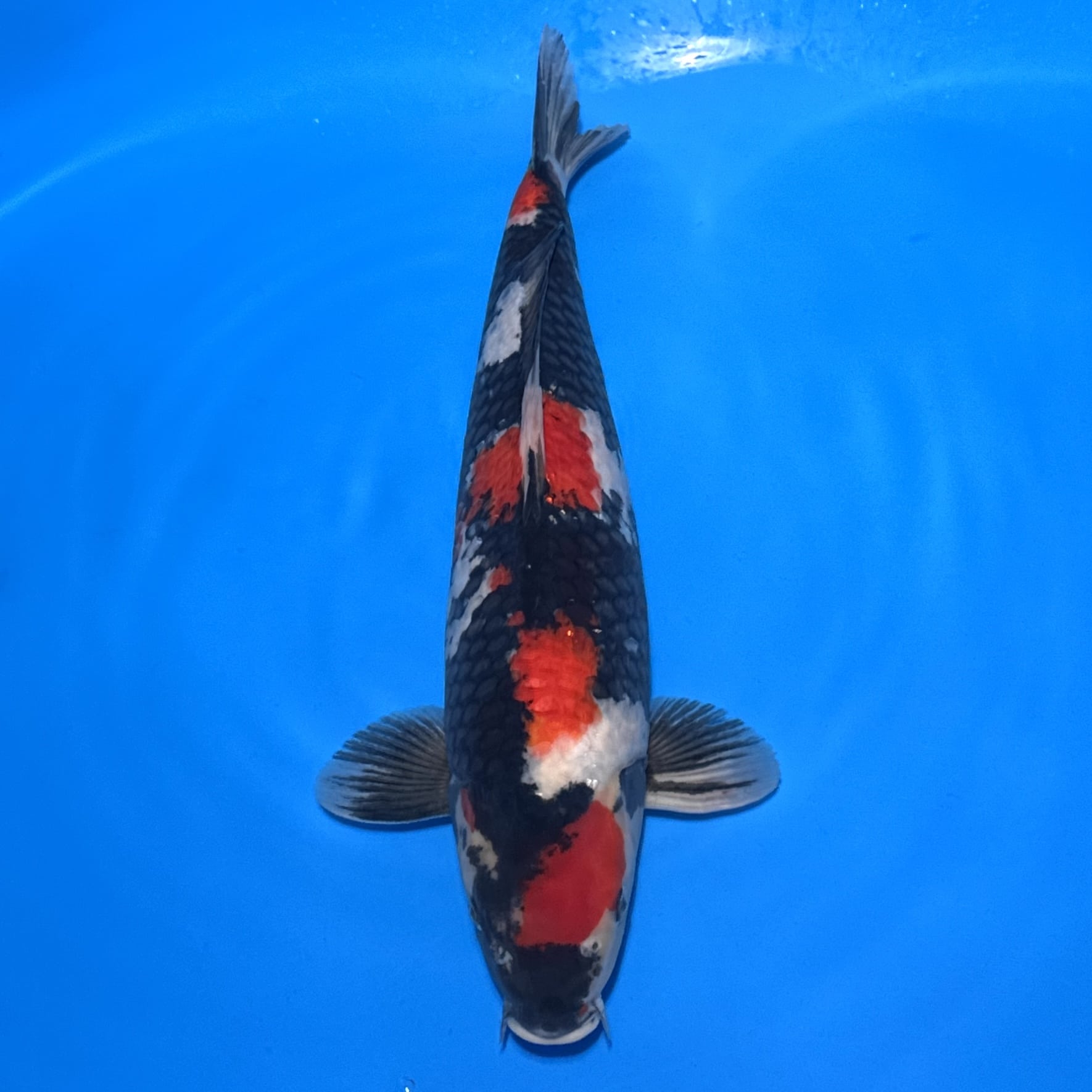 #26-167 Tancho Showa 47cm #26-167 Tancho Showa 47cm