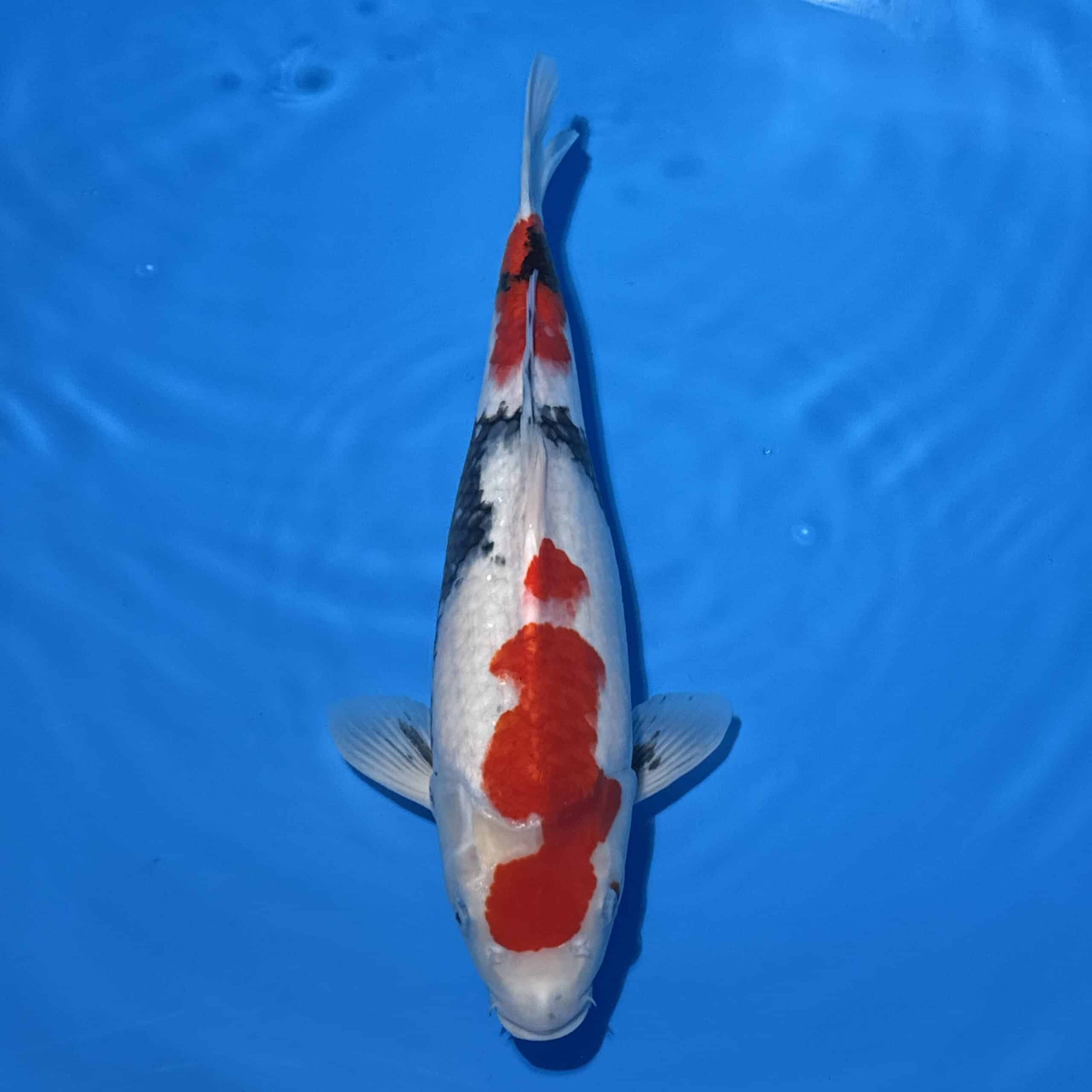 #26-175 Showa 52cm