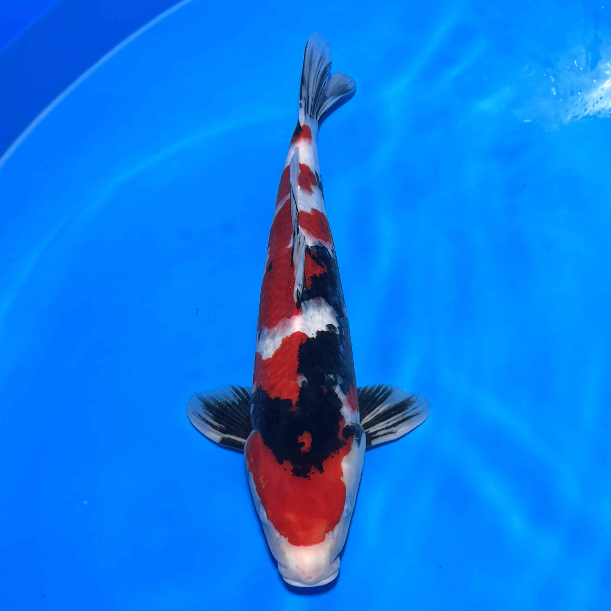 #26-175 Showa 52cm