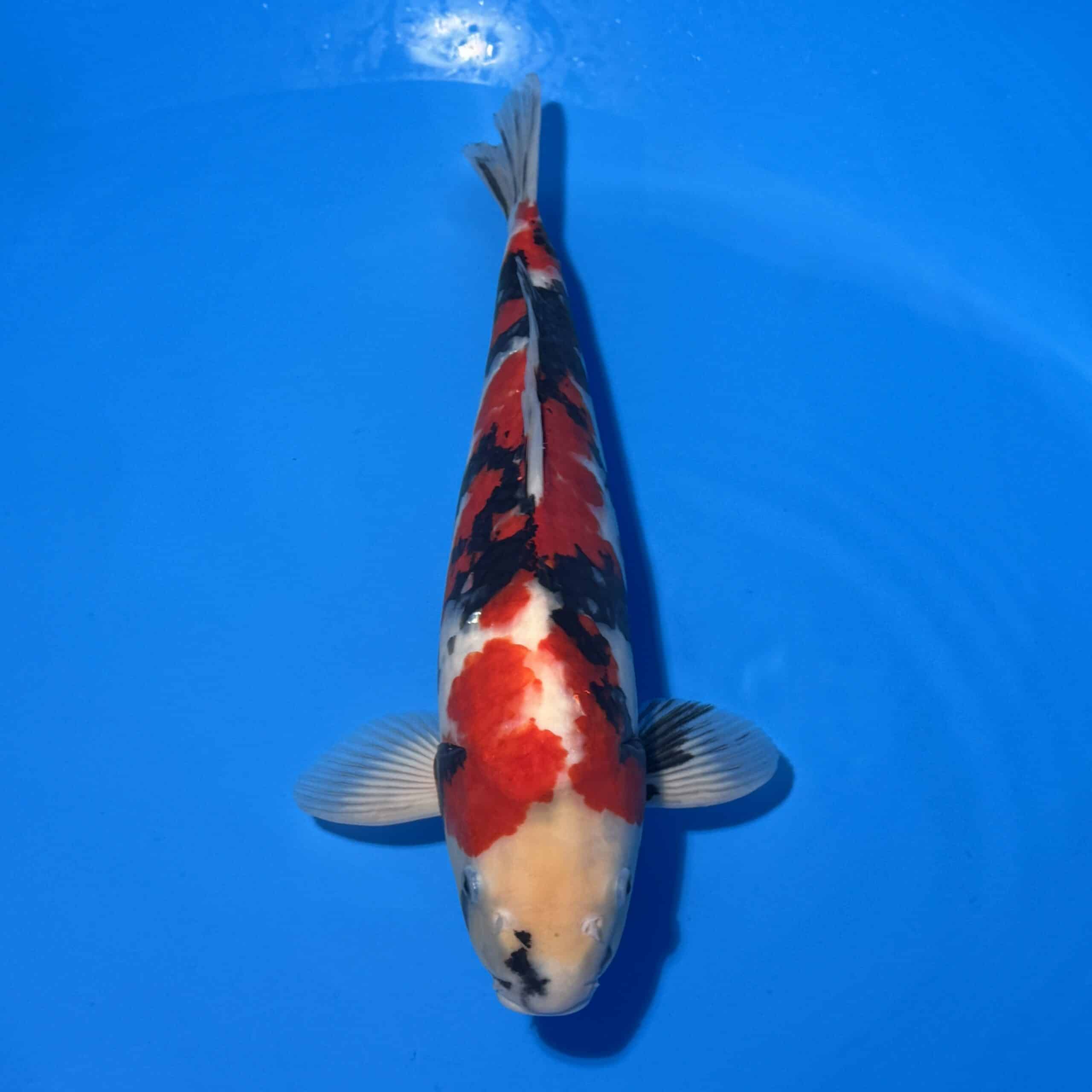 #26-175 Showa 52cm #26-175 Showa 52cm
