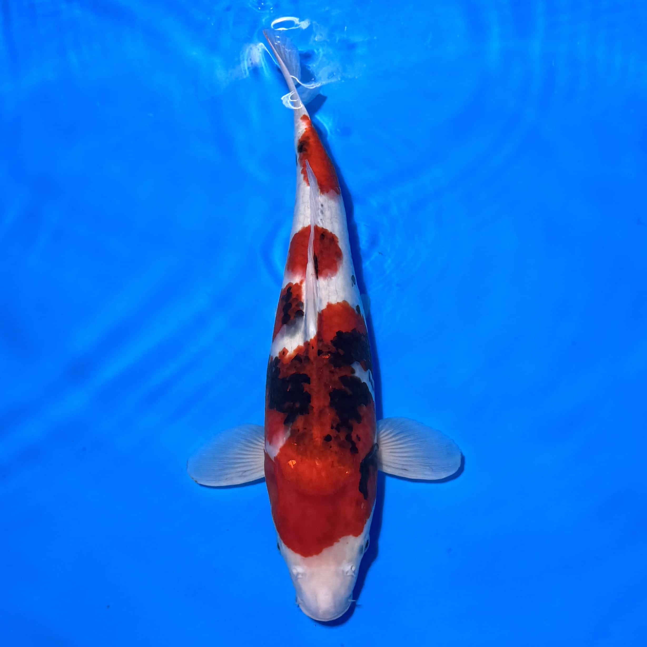 #26-175 Showa 52cm #26-175 Showa 52cm