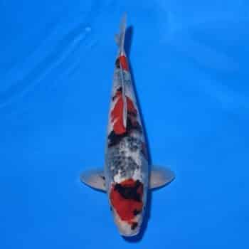 #26-175 Showa 52cm #26-175 Showa 52cm