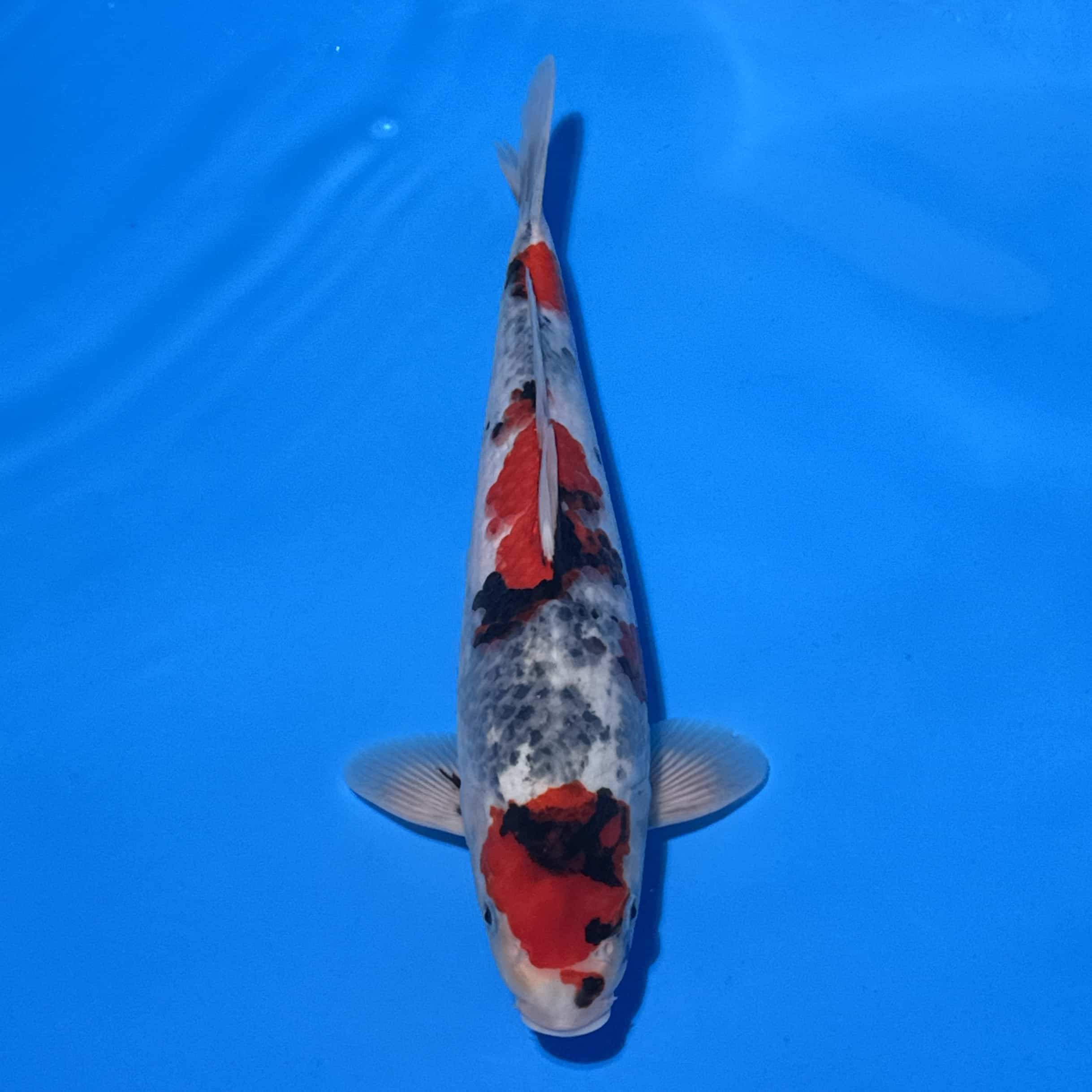 #26-175 Showa 52cm