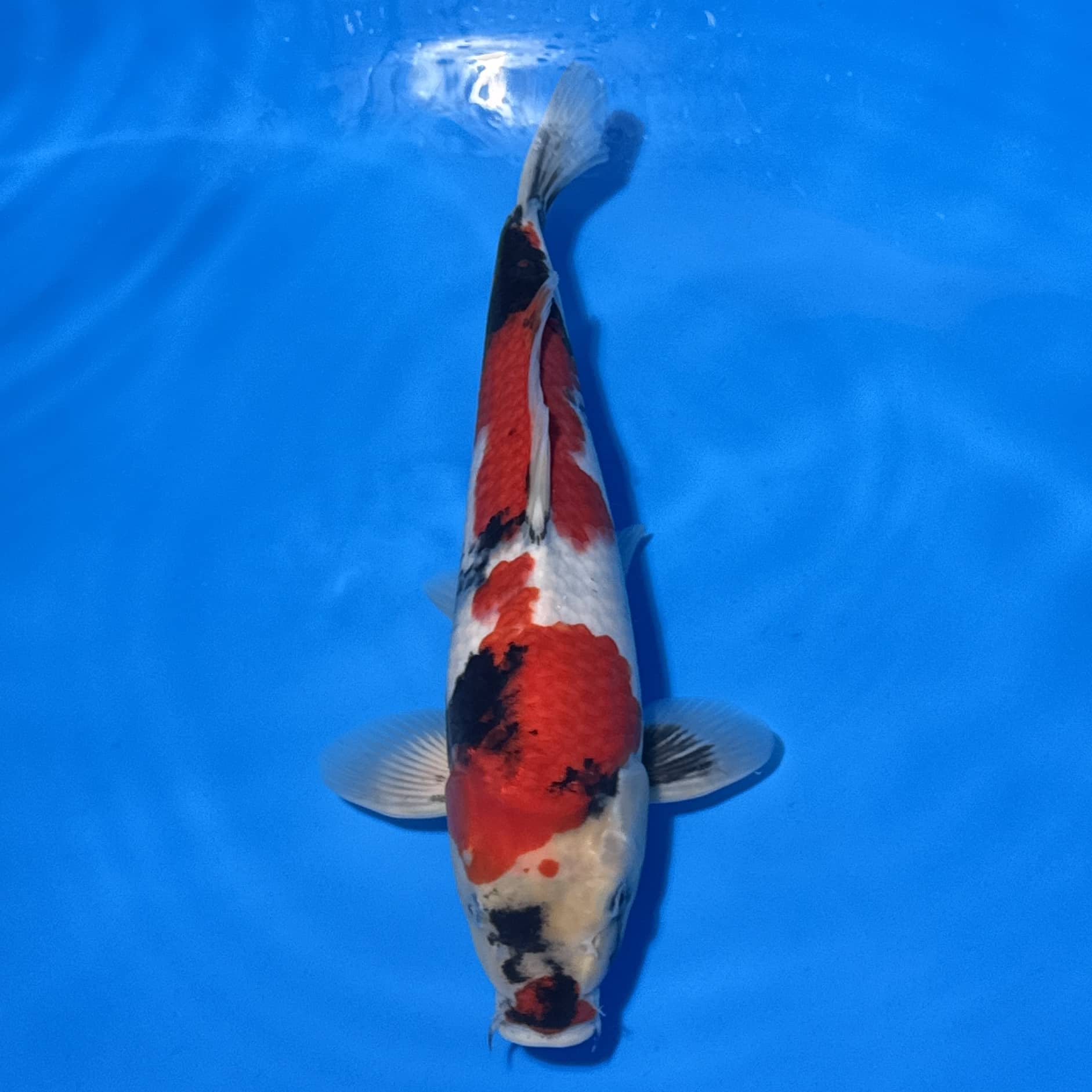 #26-186 Showa 39cm #26-186 Showa 39cm