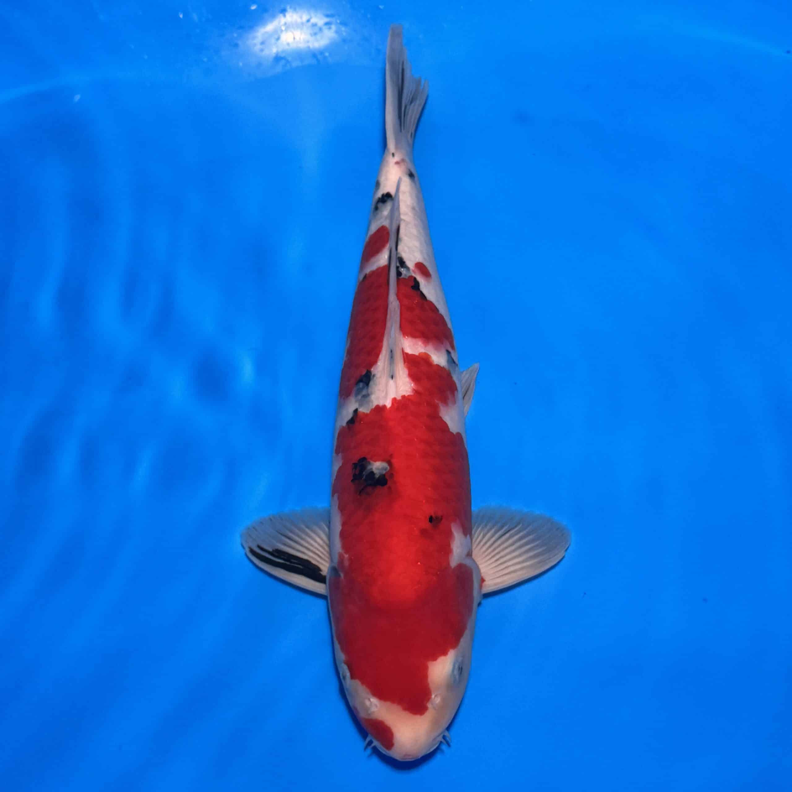 #26-186 Showa 39cm #26-186 Showa 39cm