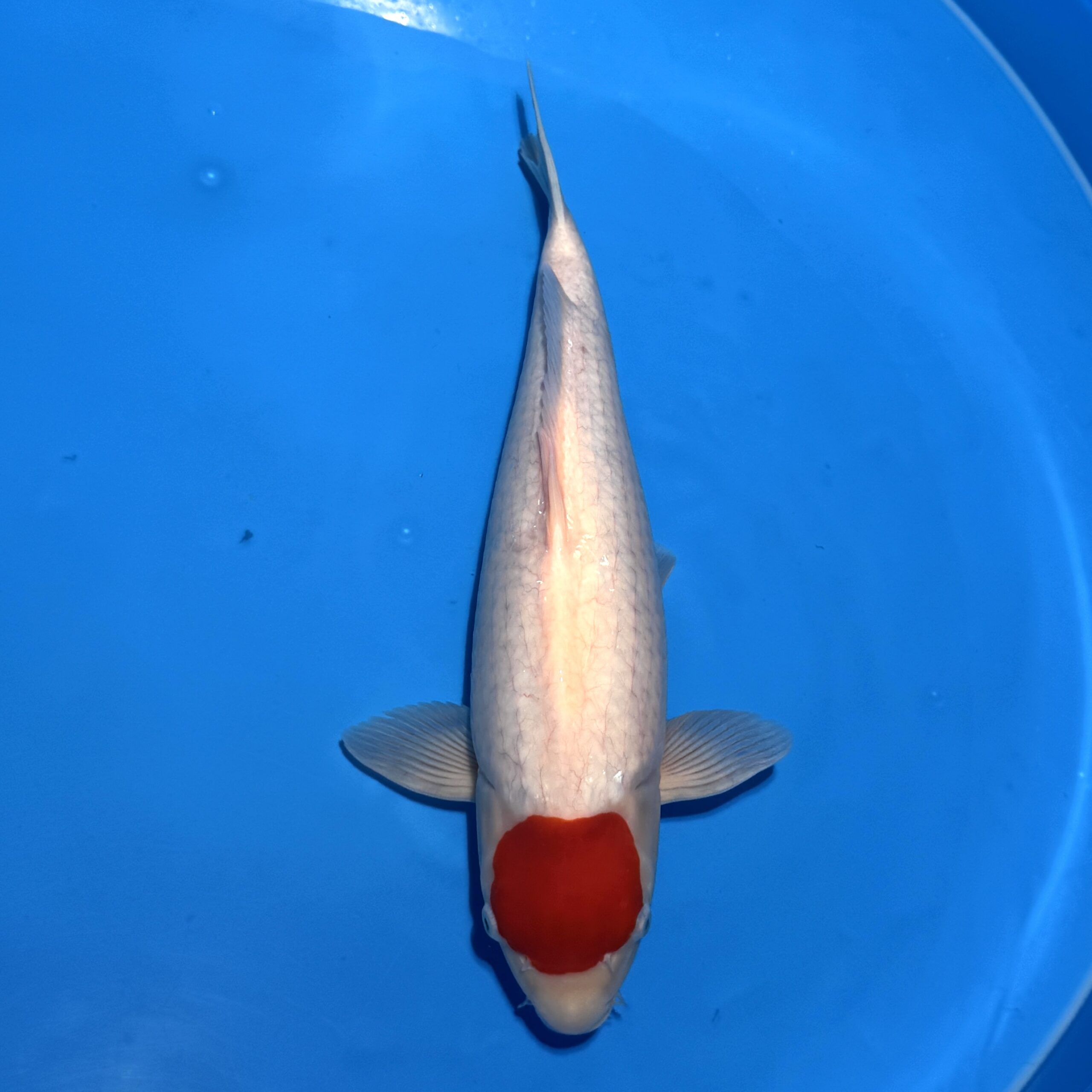 #26-196 Sanke 43cm #26-196 Sanke 43cm