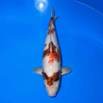 #26-62 Doitsu Kujaku 43cm