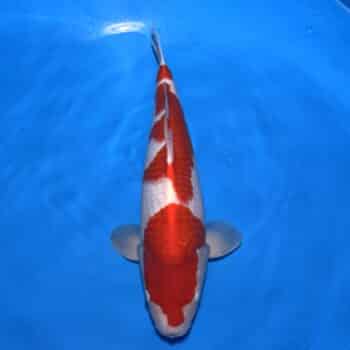 #26-196 Sanke 43cm #26-196 Sanke 43cm