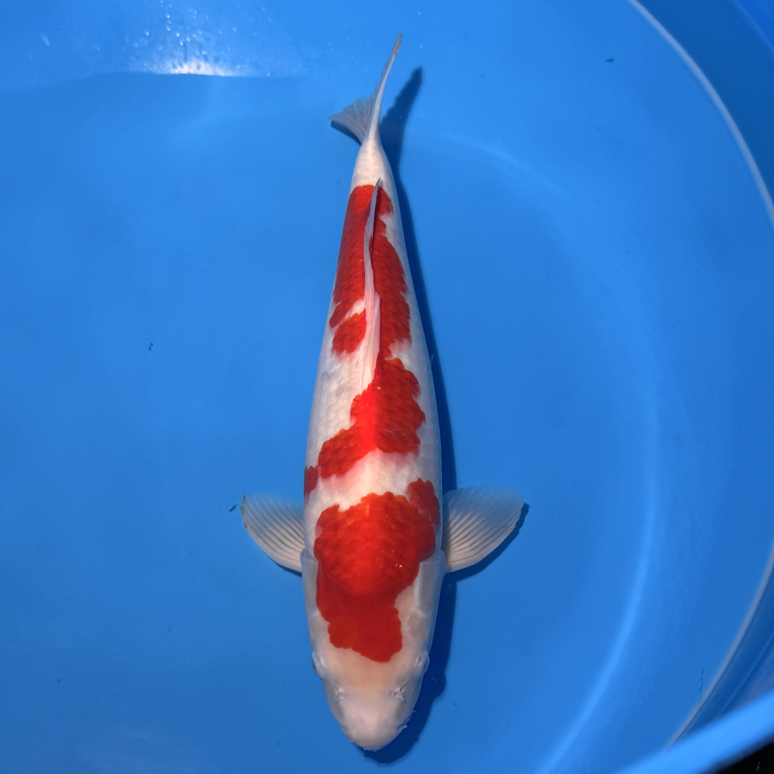 #26-196 Sanke 43cm #26-196 Sanke 43cm