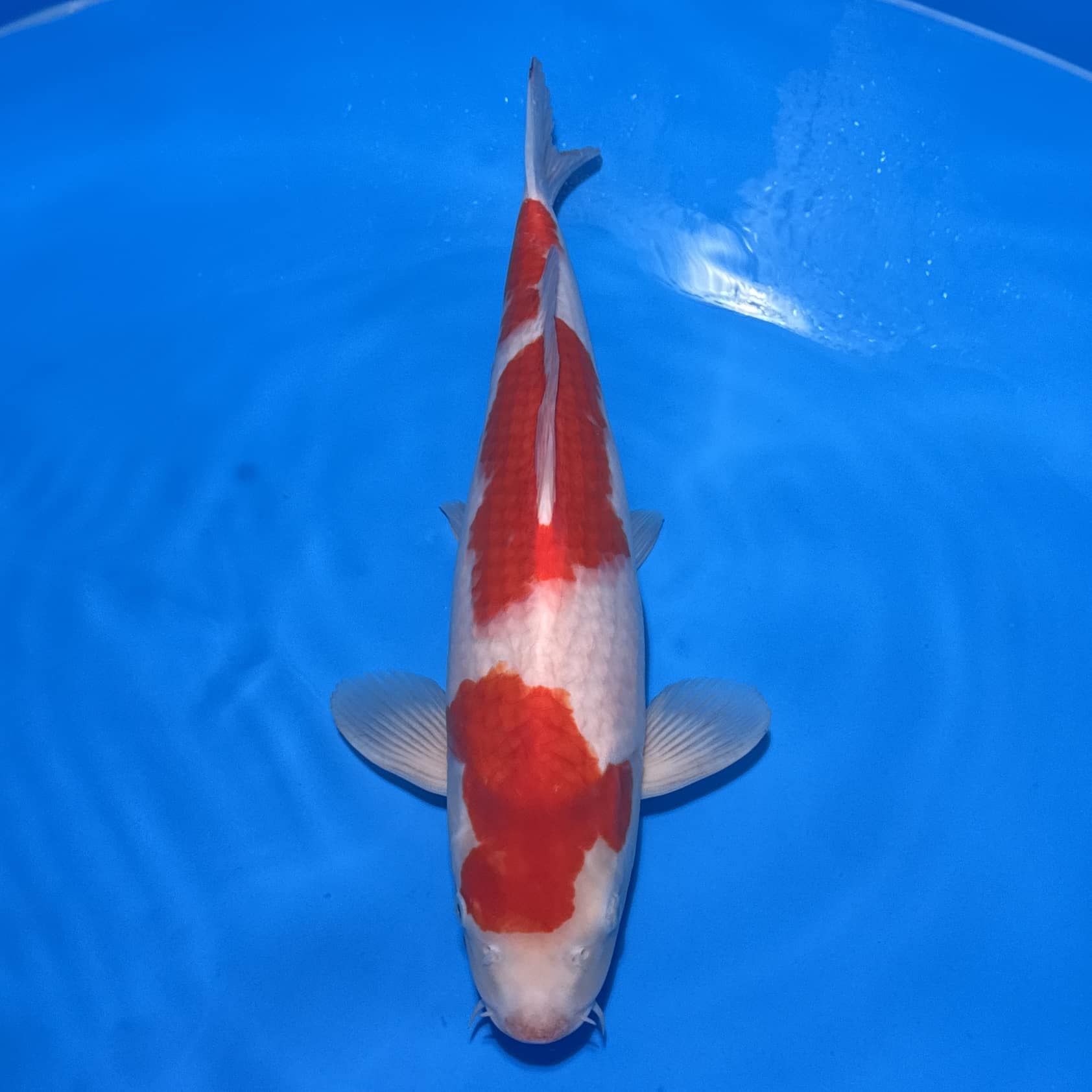 #26-203 Kohaku 51cm