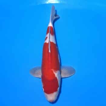 #26-203 Kohaku 51cm
