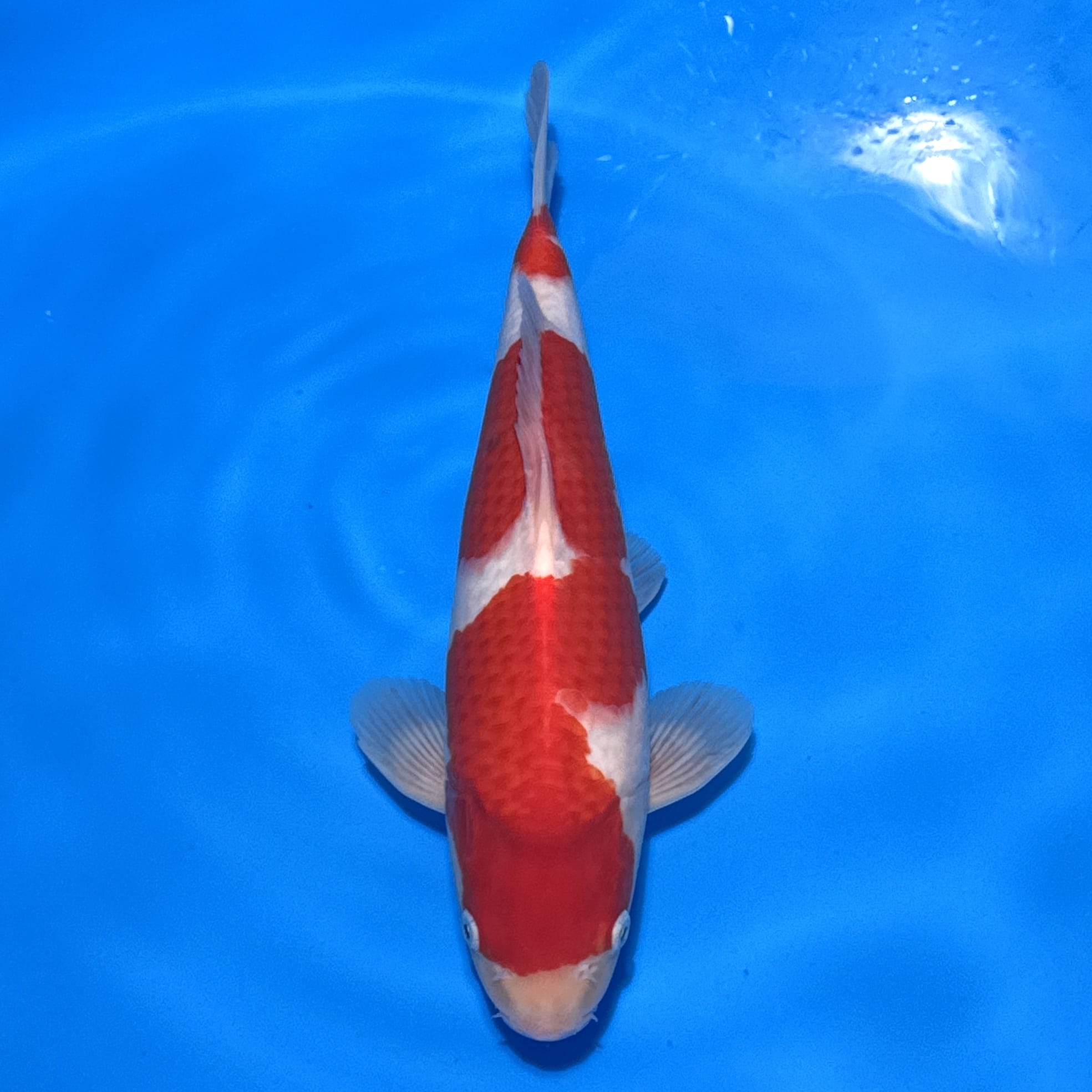 #26-207 Kohaku 37cm #26-207 Kohaku 37cm
