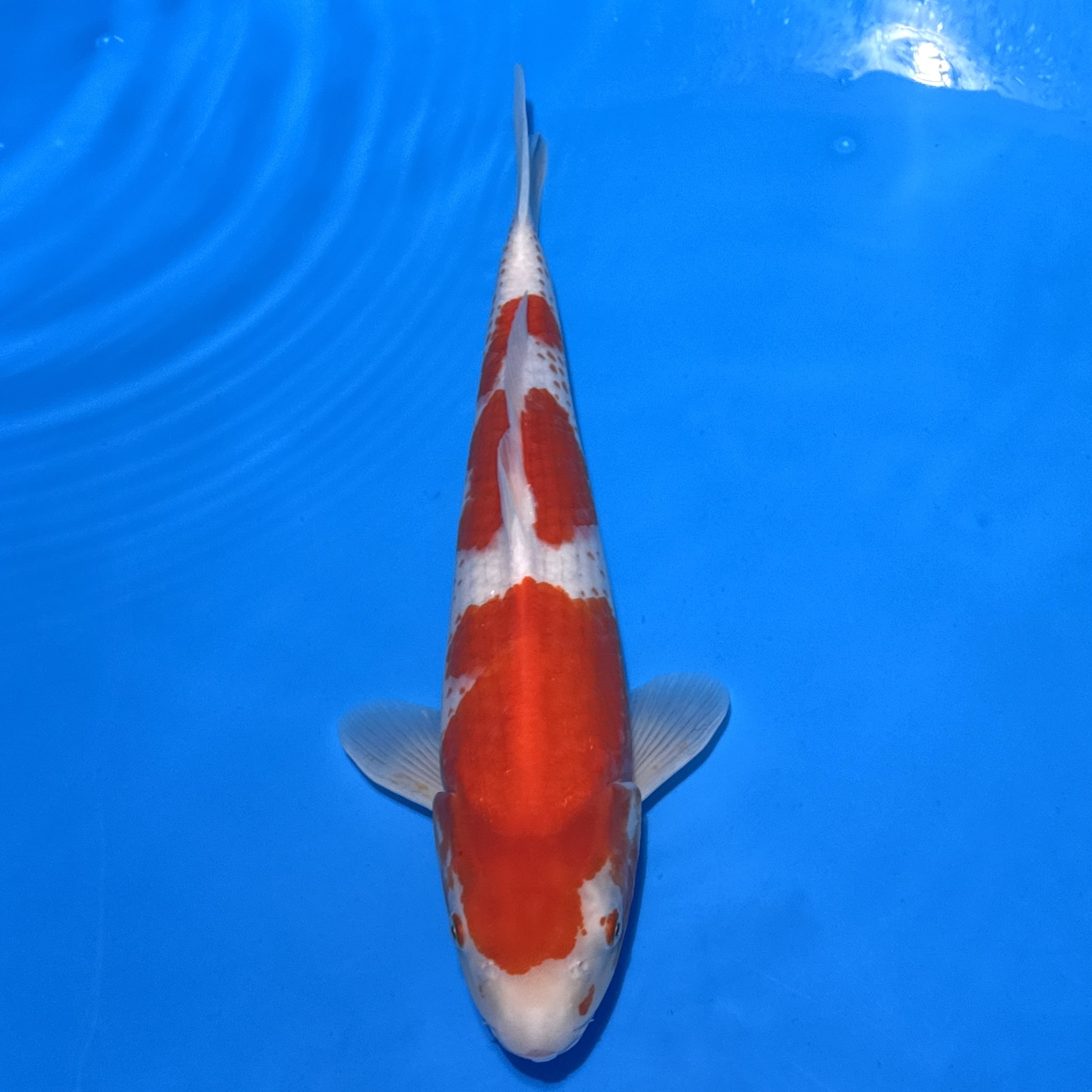 #26-207 Kohaku 37cm #26-207 Kohaku 37cm