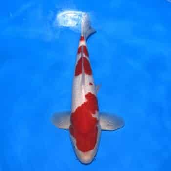 #26-207 Kohaku 37cm #26-207 Kohaku 37cm