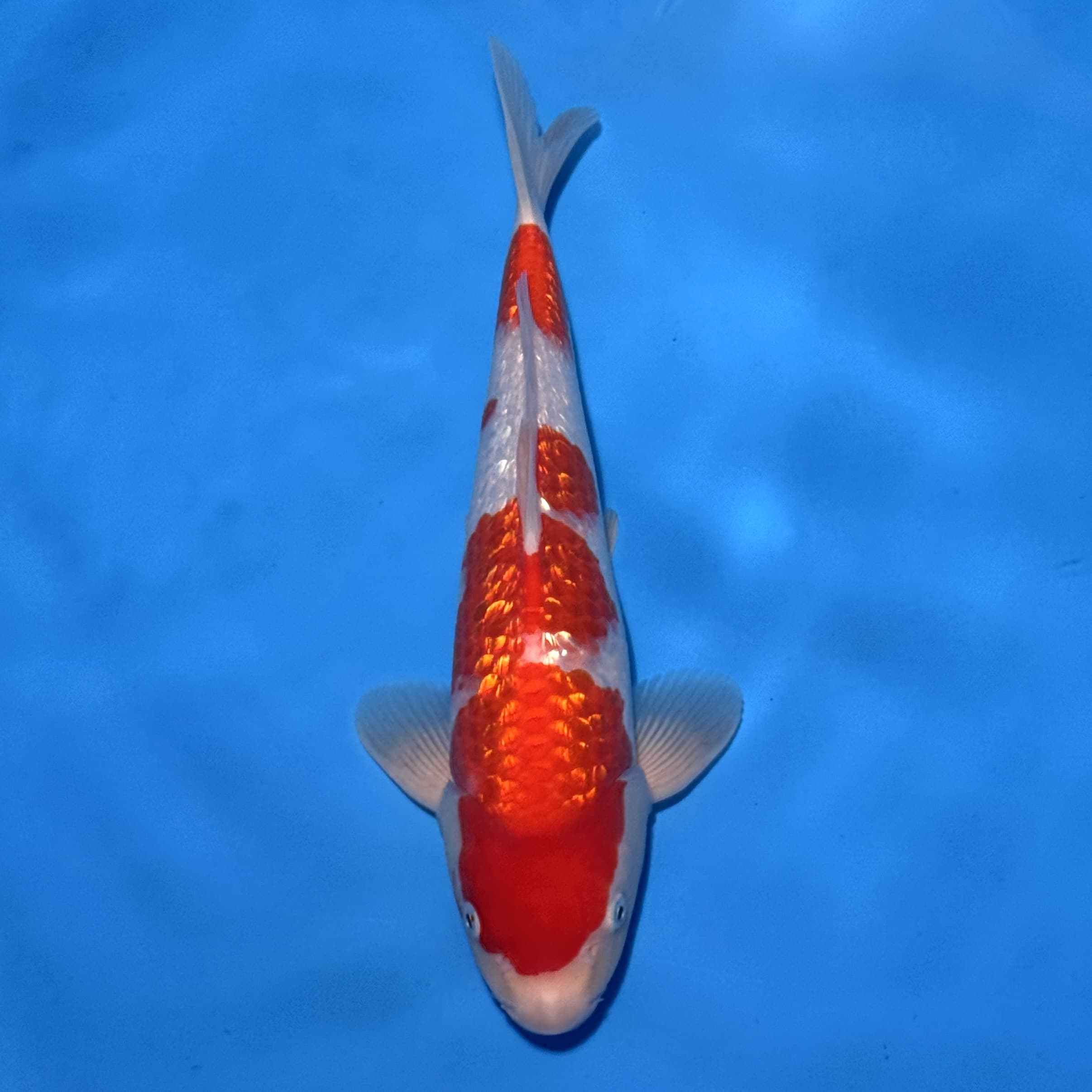 #26-207 Kohaku 37cm