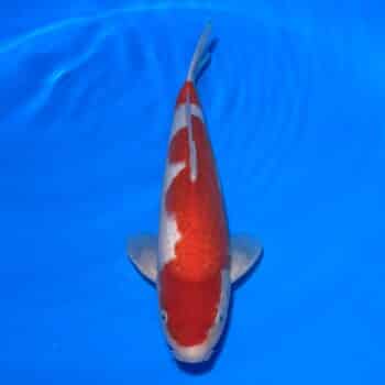 #26-207 Kohaku 37cm